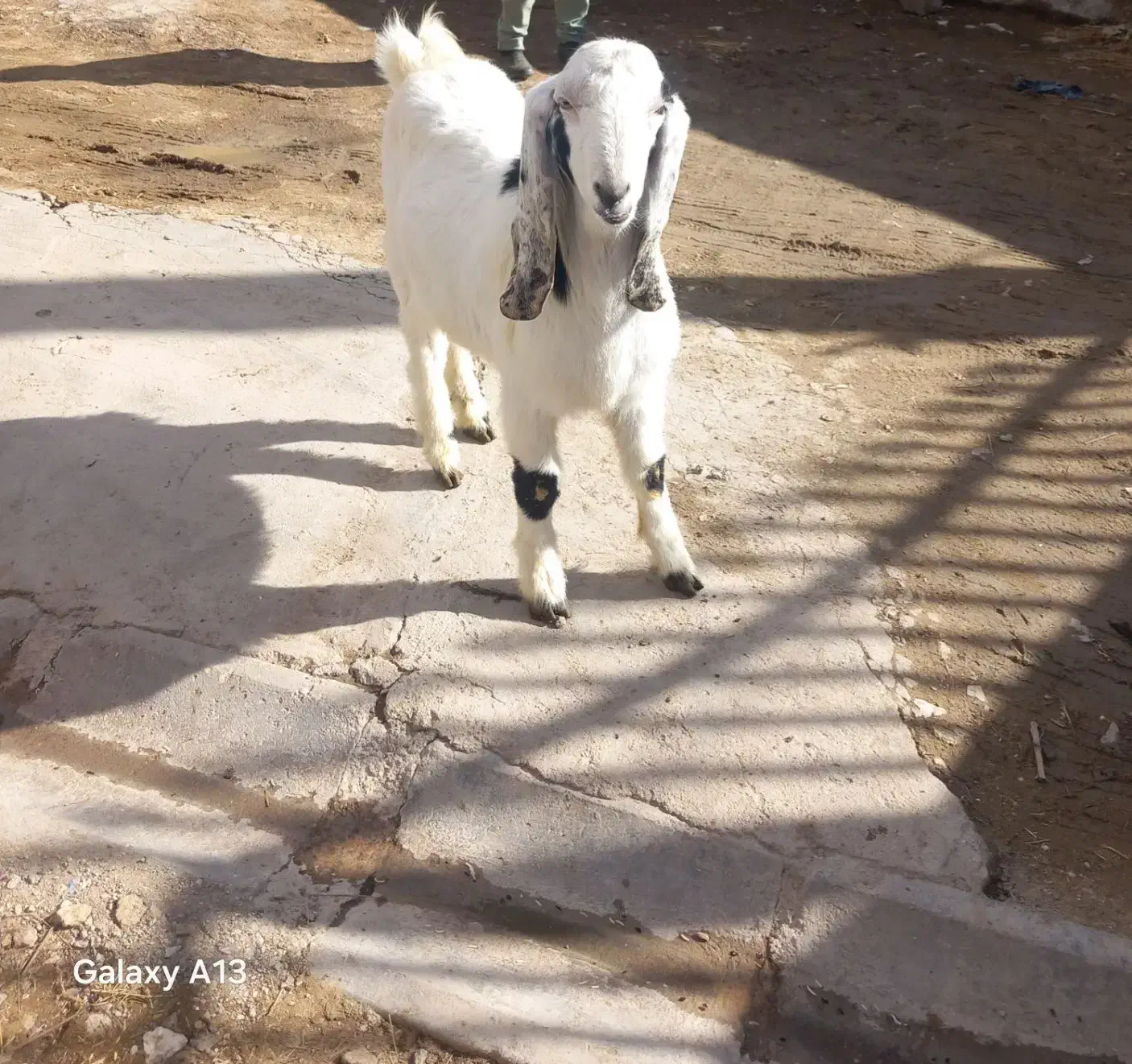 بزفروشئ|حیوانات مزرعه|ایجرود, |دیوار