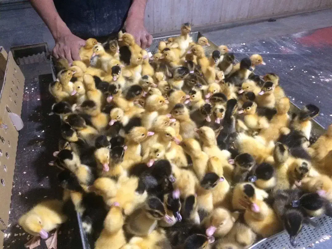 اردک یک روزه|حیوانات مزرعه|قم, نخودی|دیوار