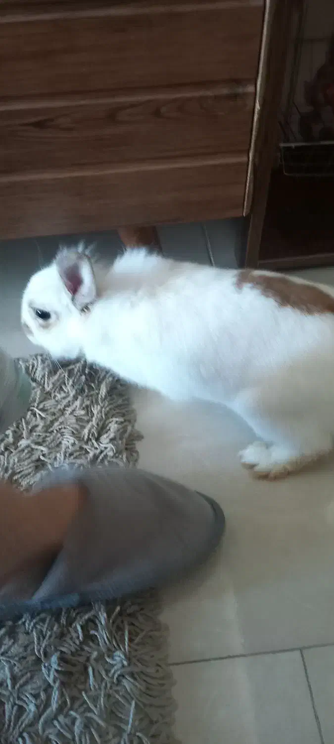 خرگوش نر|موش و خرگوش|گلبهار, شهر جدید گلبهار|دیوار