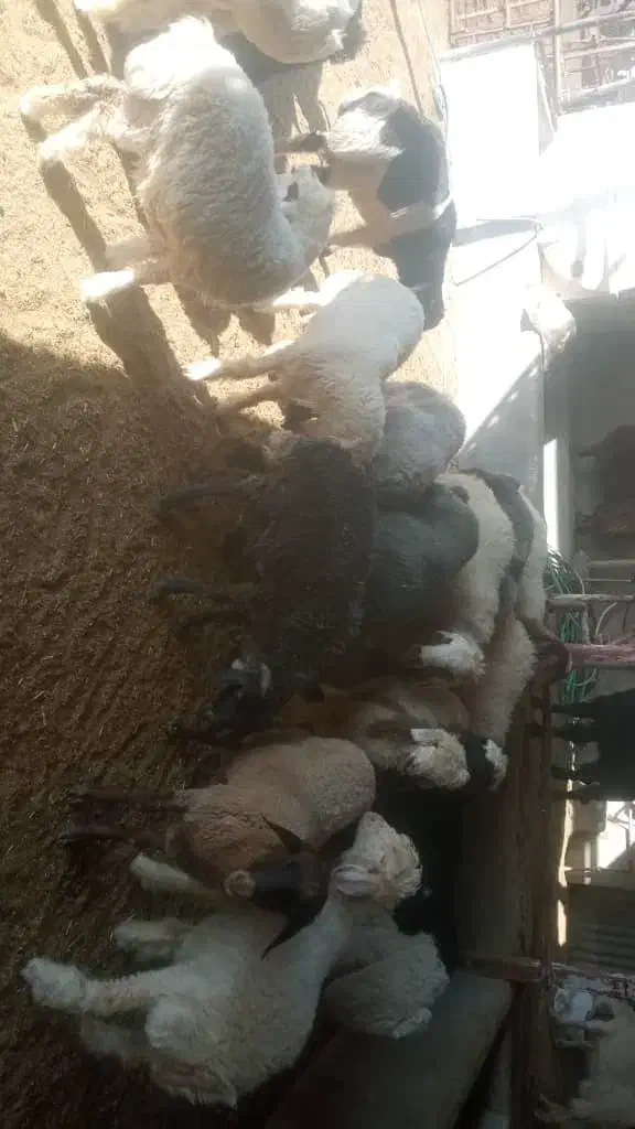 با سلام 6راس بره چاق و سبک به فروش میرسد|حیوانات مزرعه|مرودشت, مجد آباد|دیوار