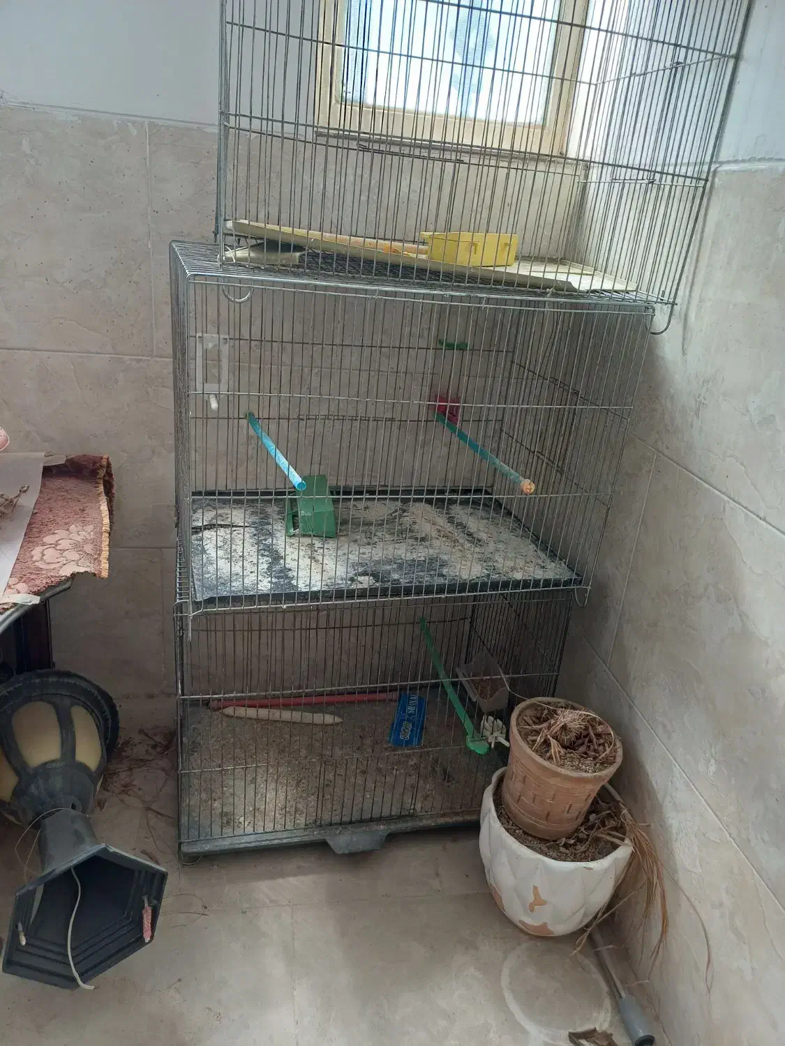 عروس هلندی|پرنده|یزد, |دیوار