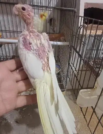 عروس هلندی|پرنده|قم, شهرک توانیر|دیوار