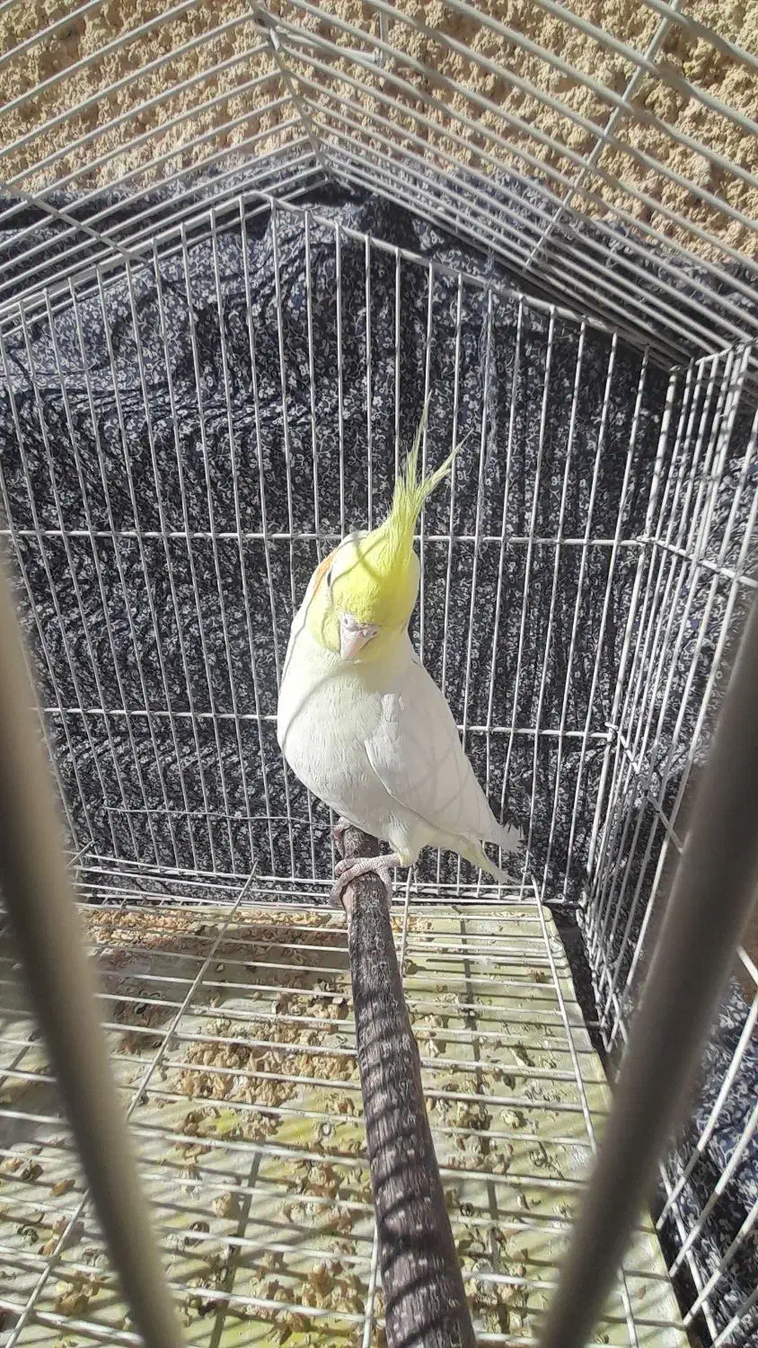 عروس هلندی لوتینو ،یکساله|پرنده|دامغان, |دیوار