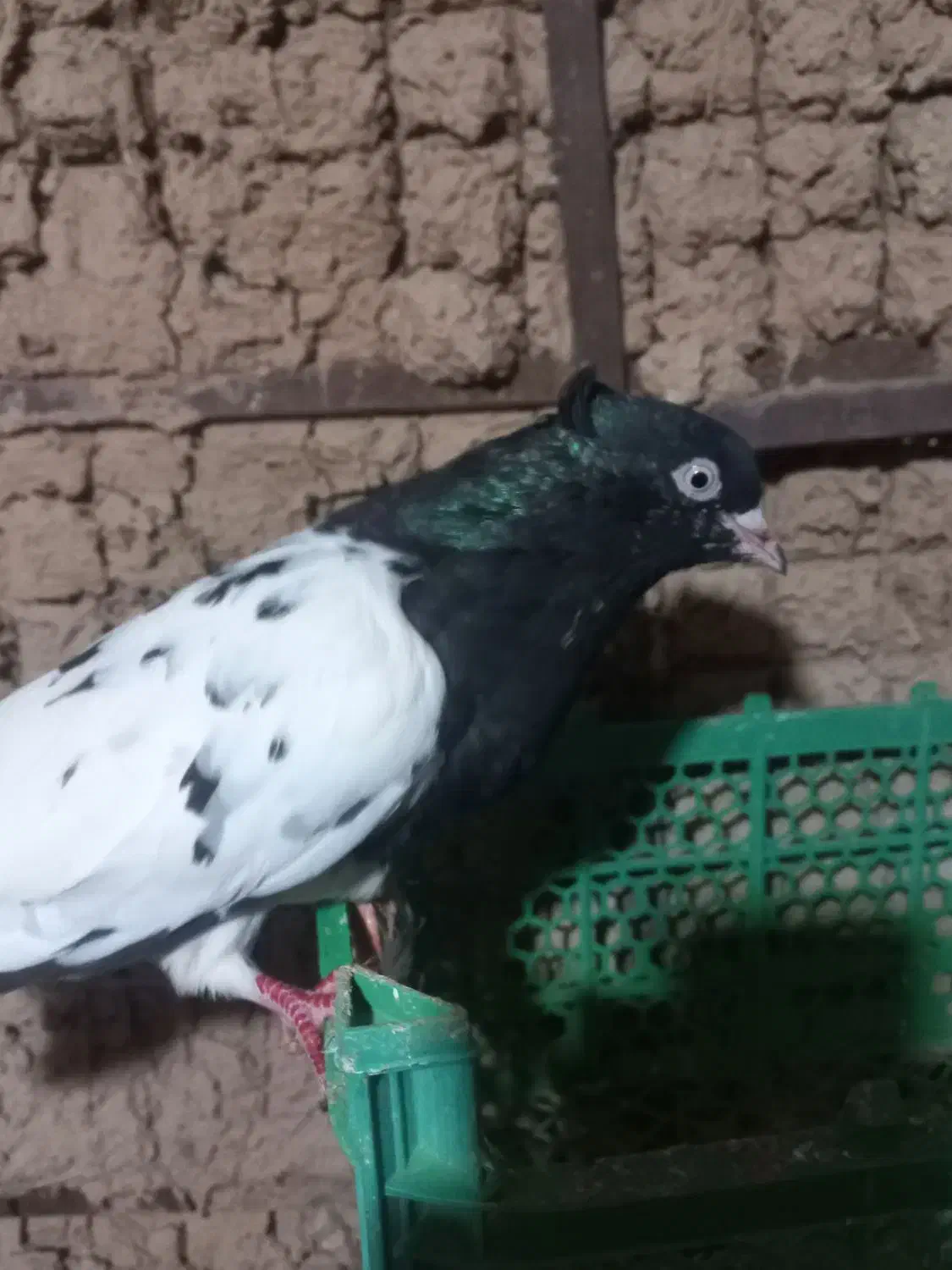 پرنده کله ای ماده|پرنده|اندیمشک, |دیوار