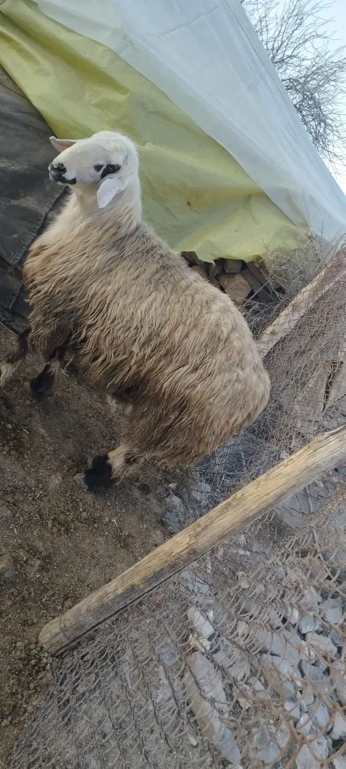 قوچ|حیوانات مزرعه|فیروزآباد (فارس), |دیوار