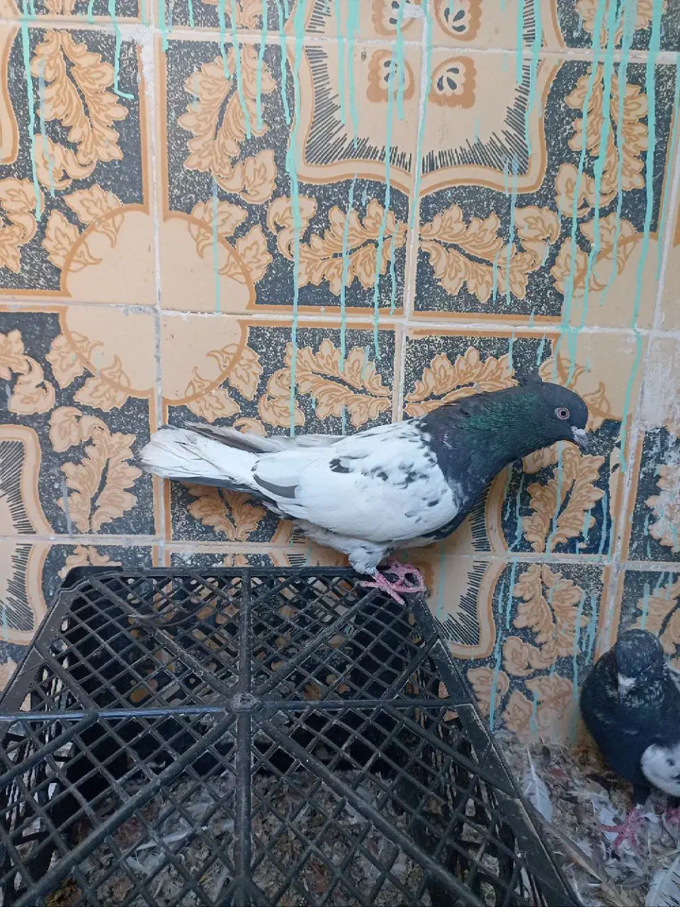 سینه ای یه سر شال|پرنده|شهرکرد, |دیوار