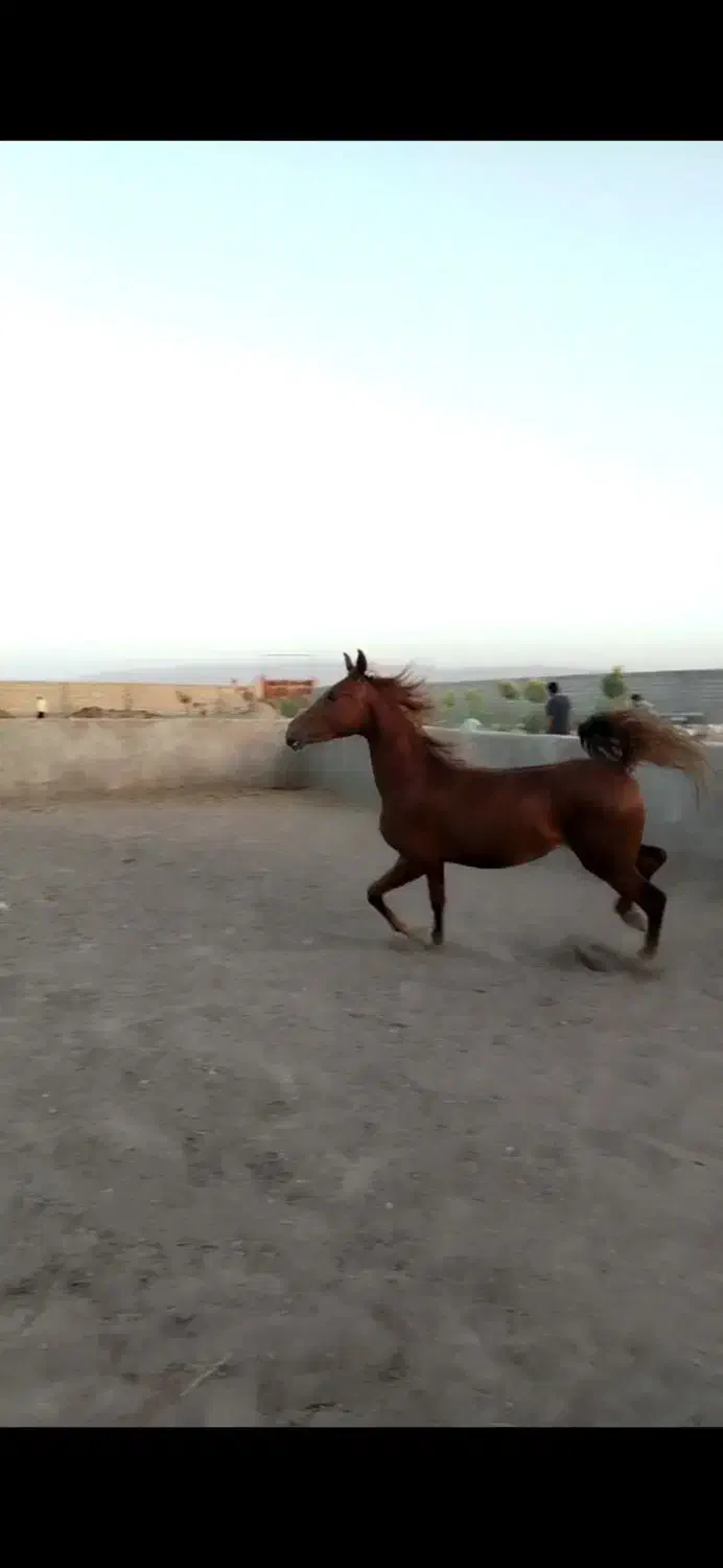 کره مادیون عرب یکسر وارداتی|اسب و تجهیزات اسبسواری|رفسنجان, |دیوار