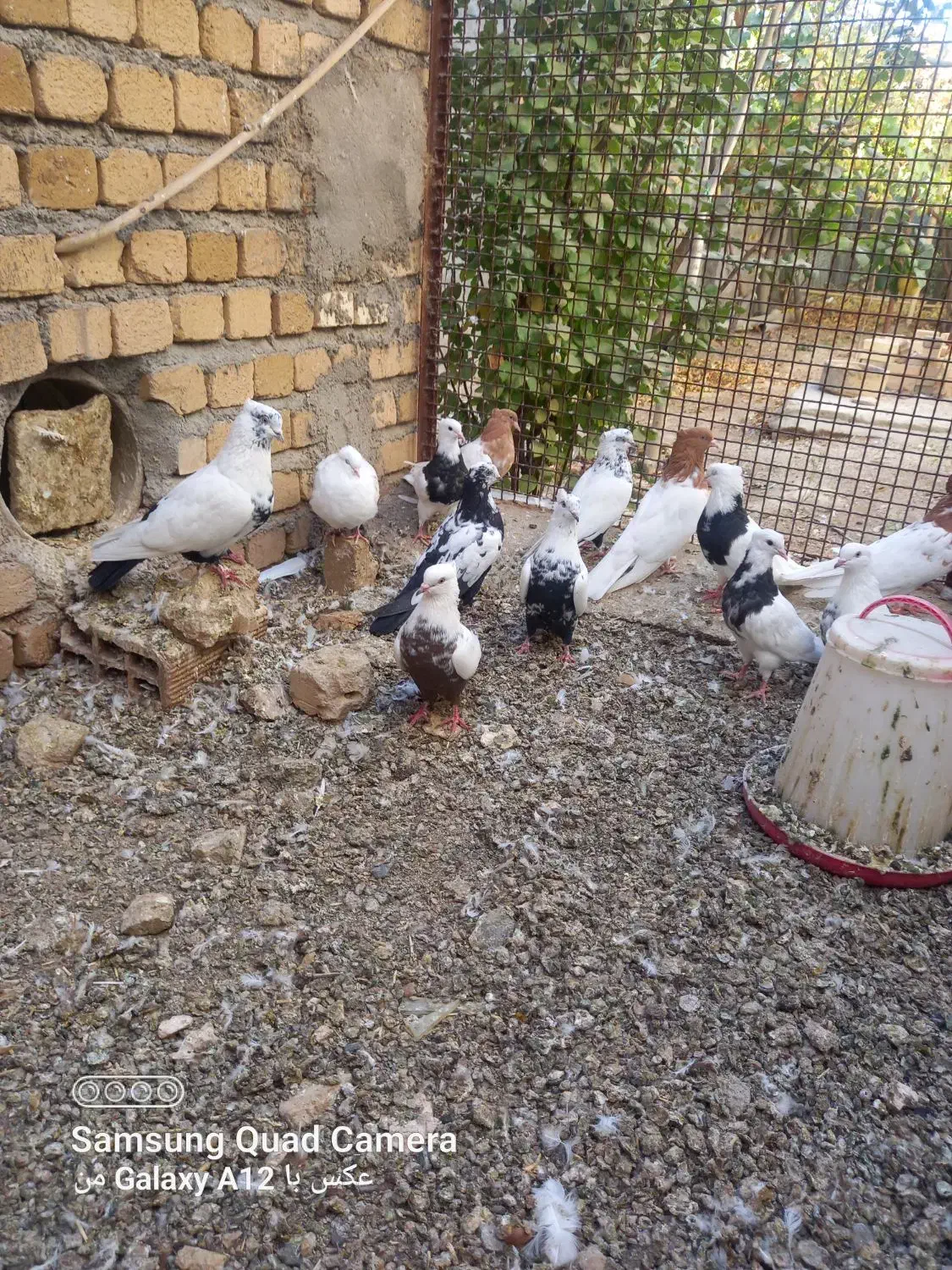 چند جفت دمی کله ای طوقی فرش|پرنده|سیلاخور, |دیوار