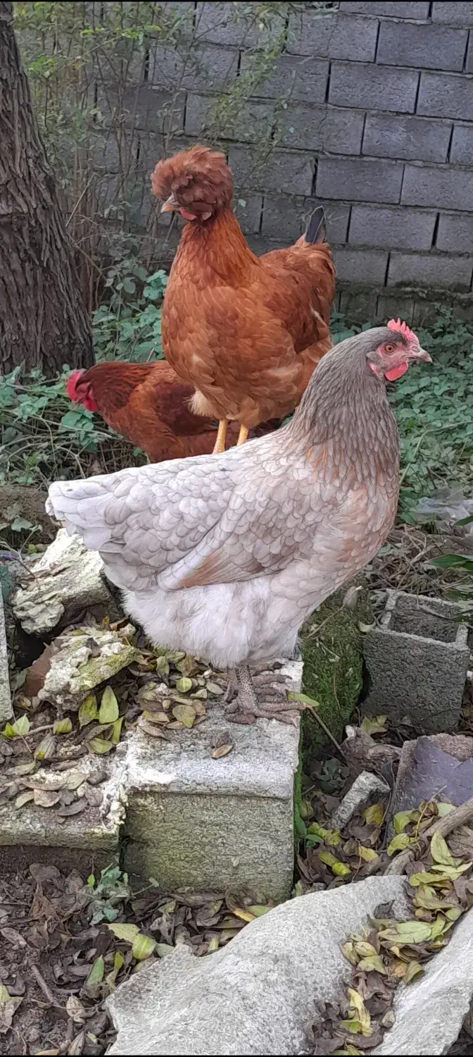 فروش مرغ و خروس|حیوانات مزرعه|ایزدشهر, |دیوار