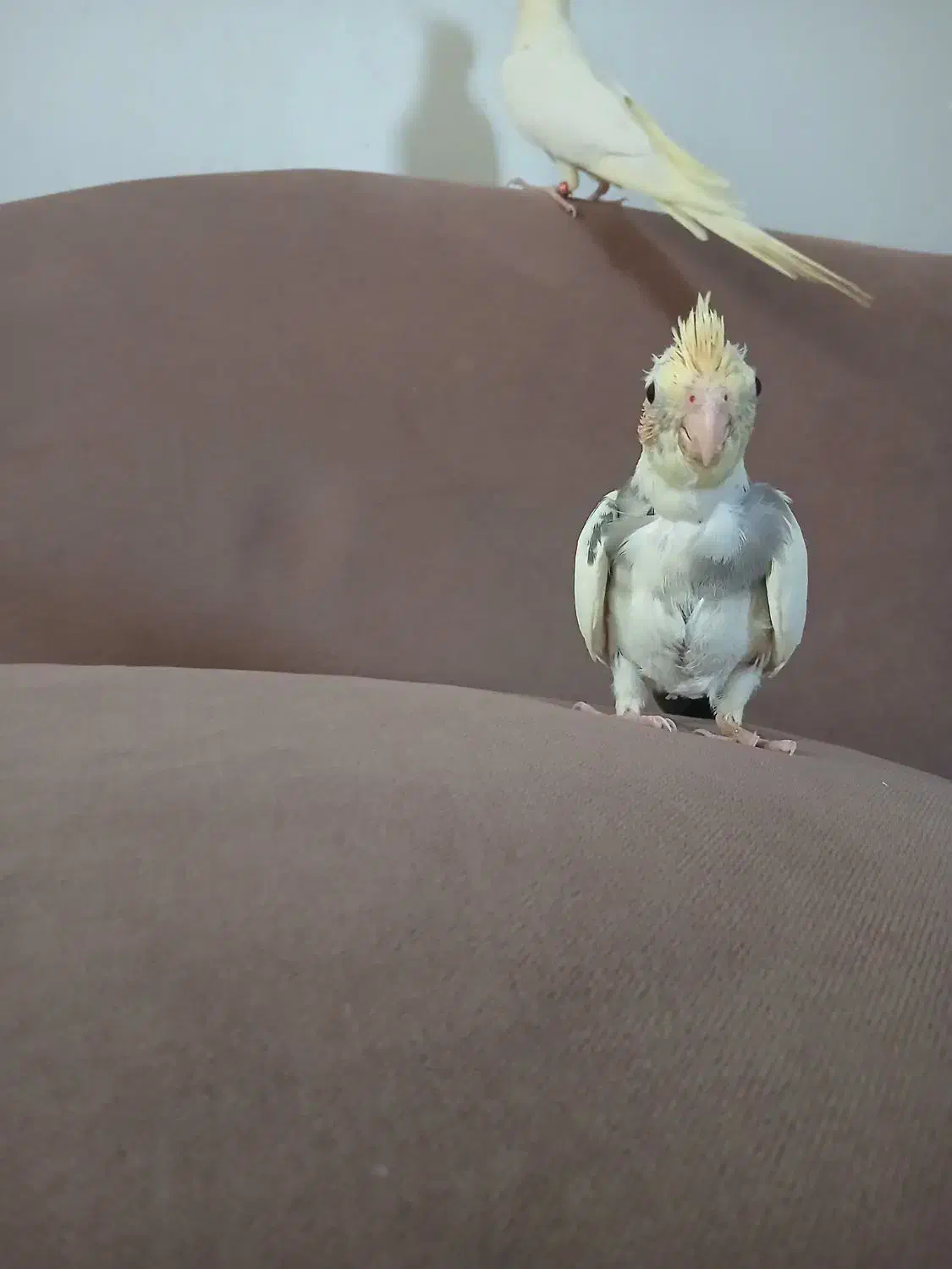 جوجه عروس|پرنده|ری, سیزده آبان|دیوار