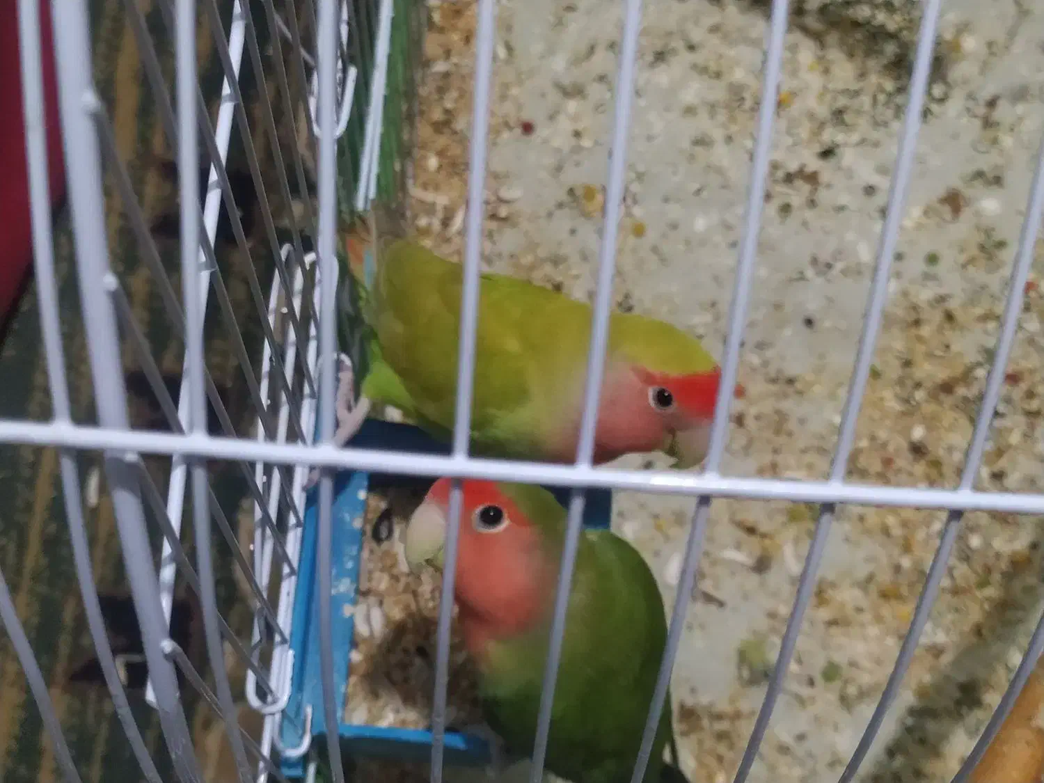 فروش 3 عدد طوطی برزیلی|پرنده|خرمشهر, |دیوار