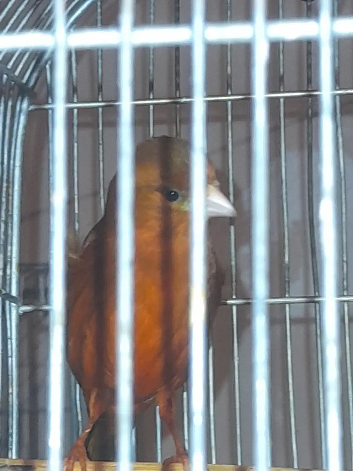 سهره قناری سرخ مست|پرنده|شیراز, شیخ علی چوپان|دیوار