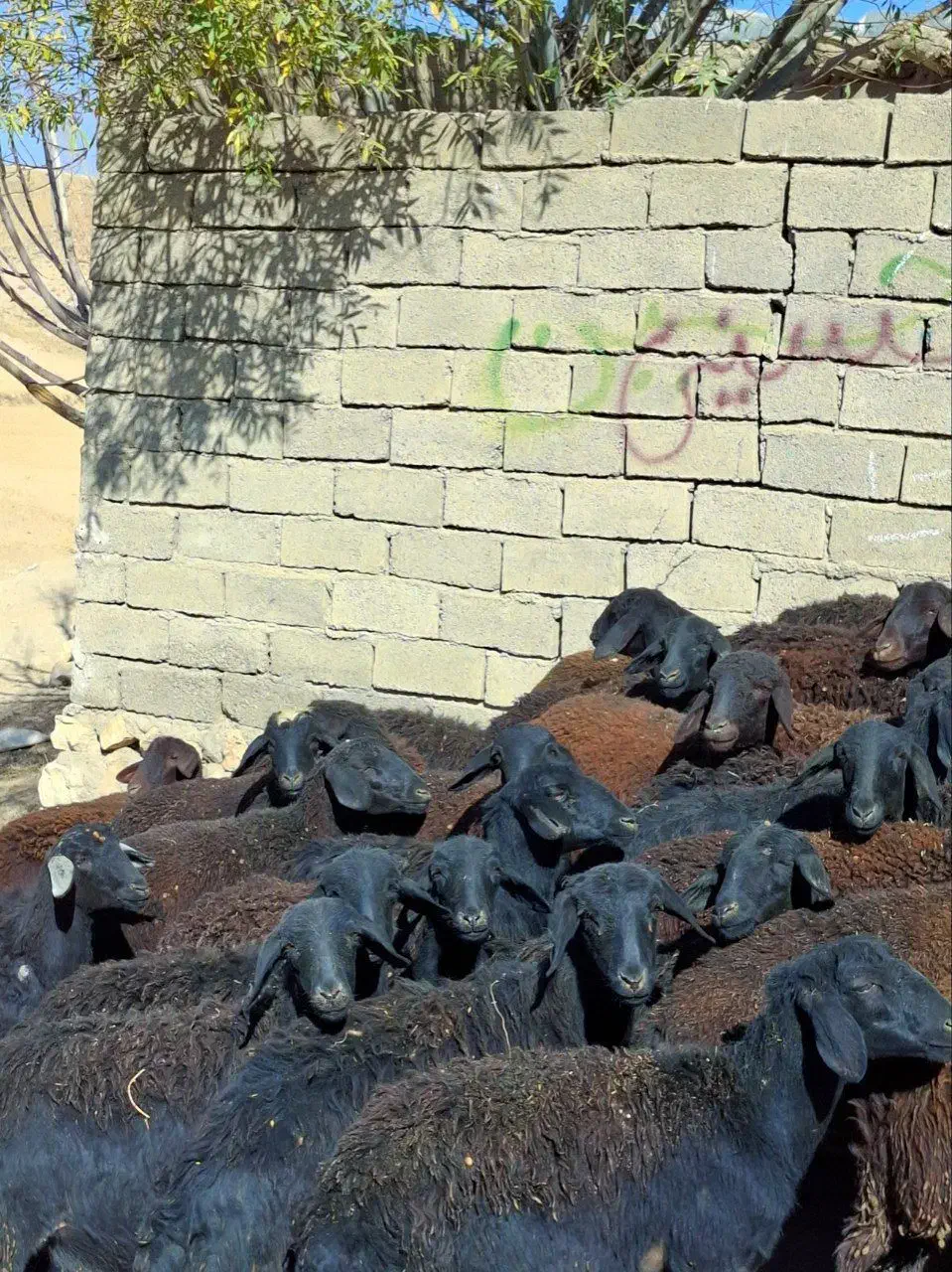 توخلی ماده قره قزل موقعیت زنجان|حیوانات مزرعه|بروجرد, |دیوار