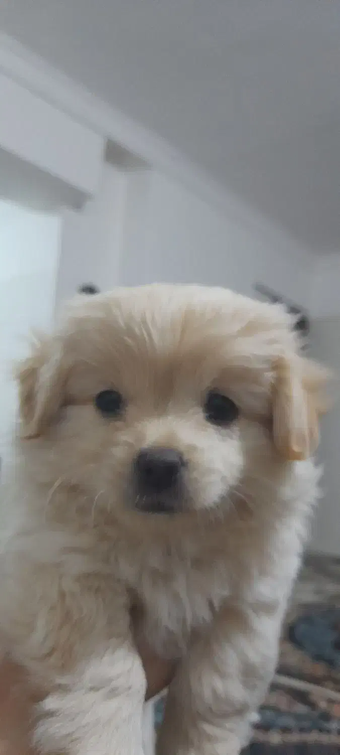 واگذاری|سگ|سنندج, |دیوار