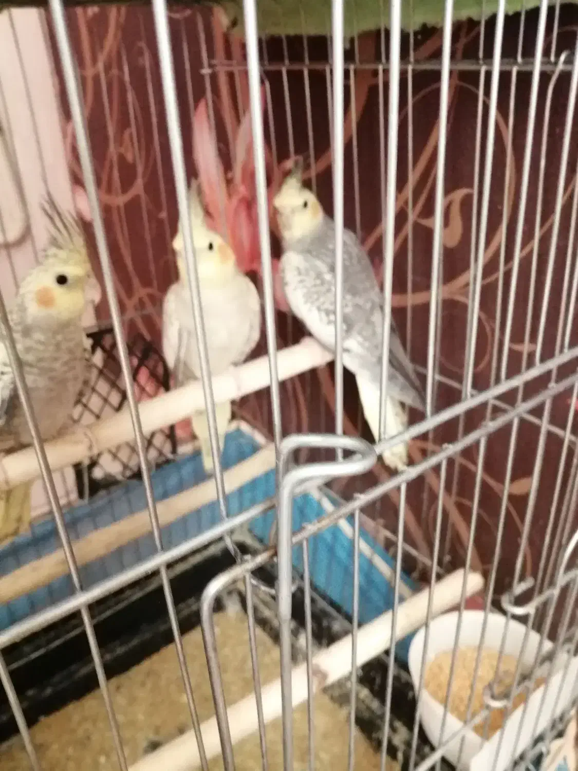 عروس هلندی|پرنده|اقبالیه, |دیوار