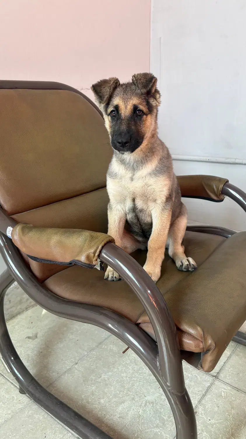 توله 3 ماه ژرمن|سگ|برخوار, |دیوار