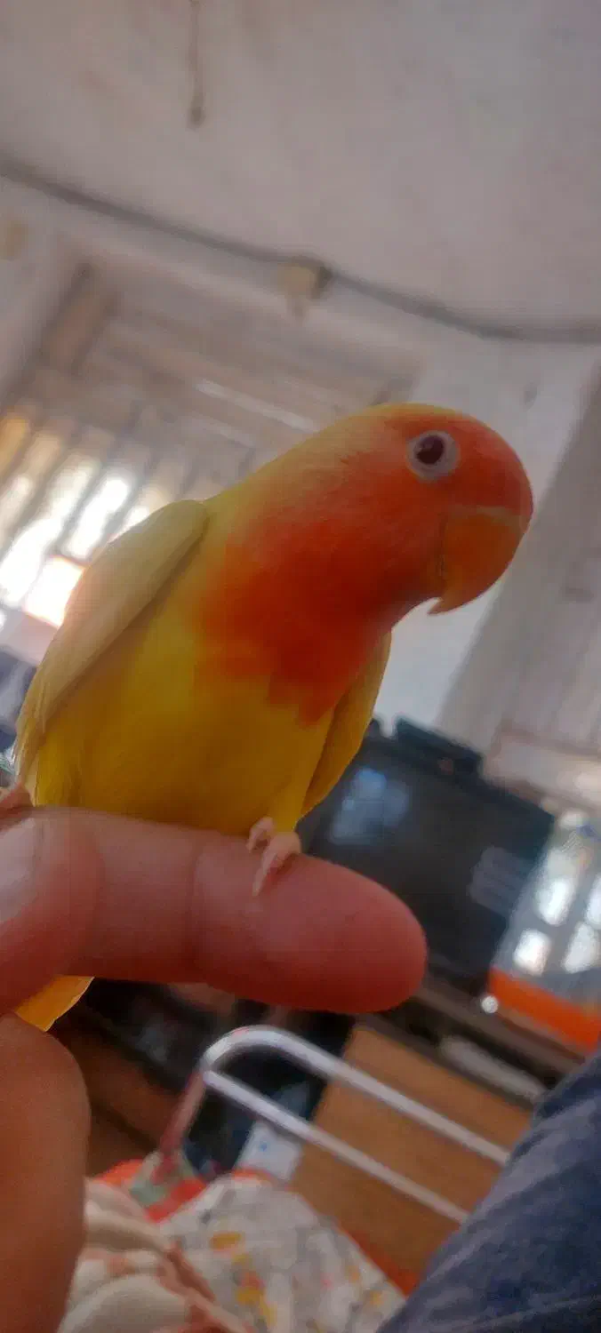 فروش برزیلی فول دسی بامزه|پرنده|داراب, |دیوار