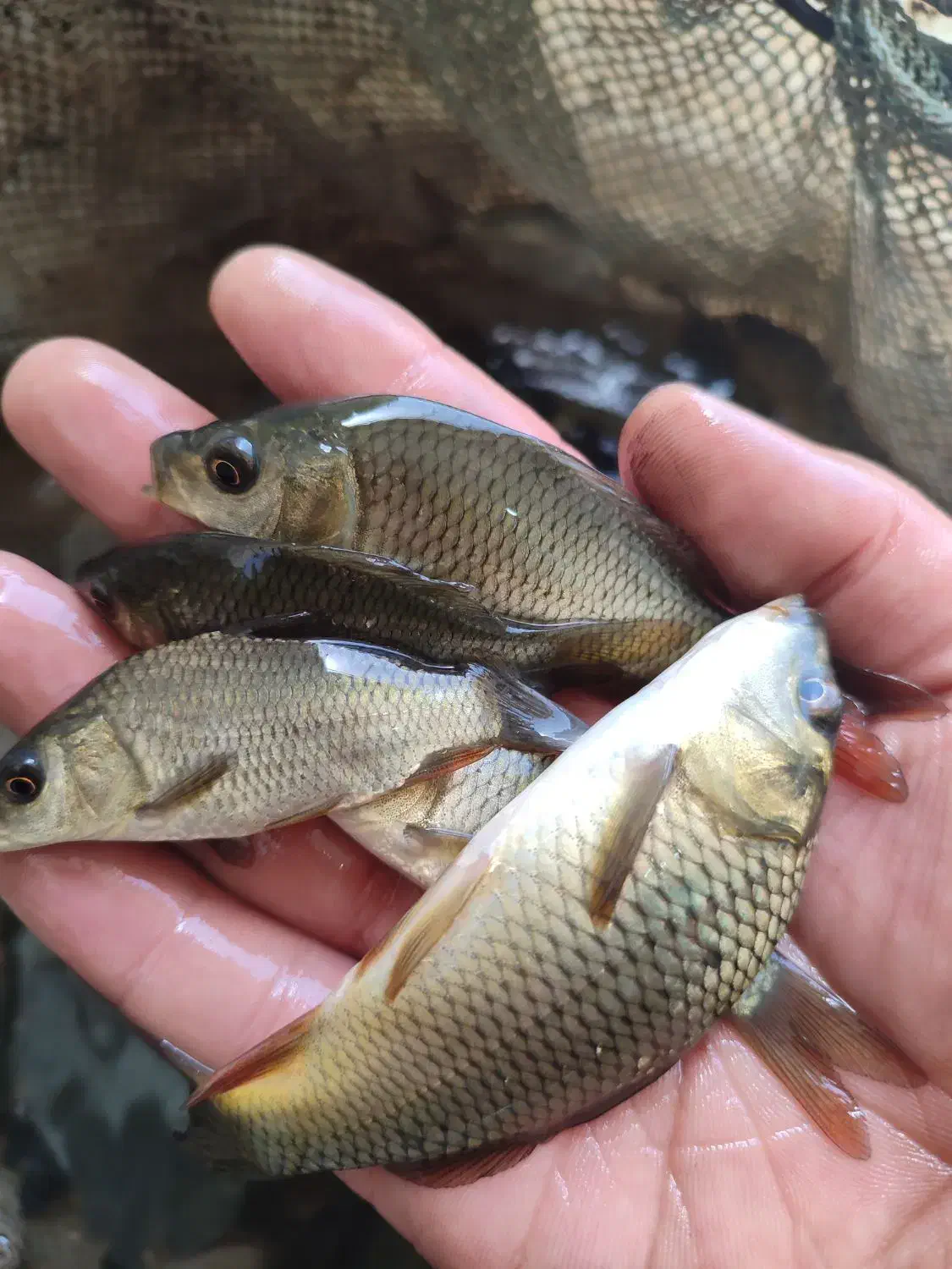 ماهی کپور و آمور و غذای پلیت دولتی زیر نظر شیلات|ماهی|خرمآباد, |دیوار