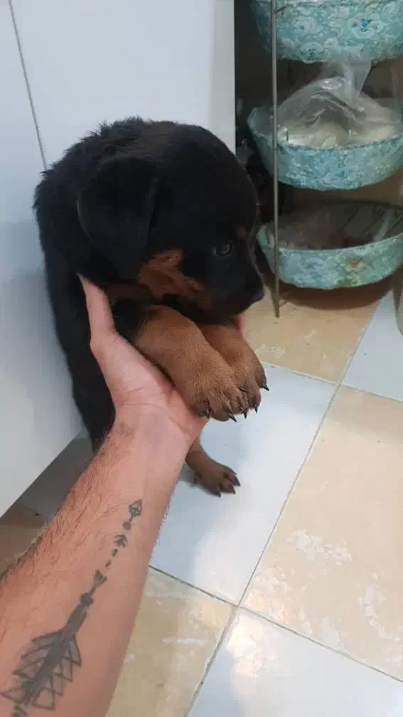 روتوایلر ماده|سگ|فردیس, شهرک ارم|دیوار