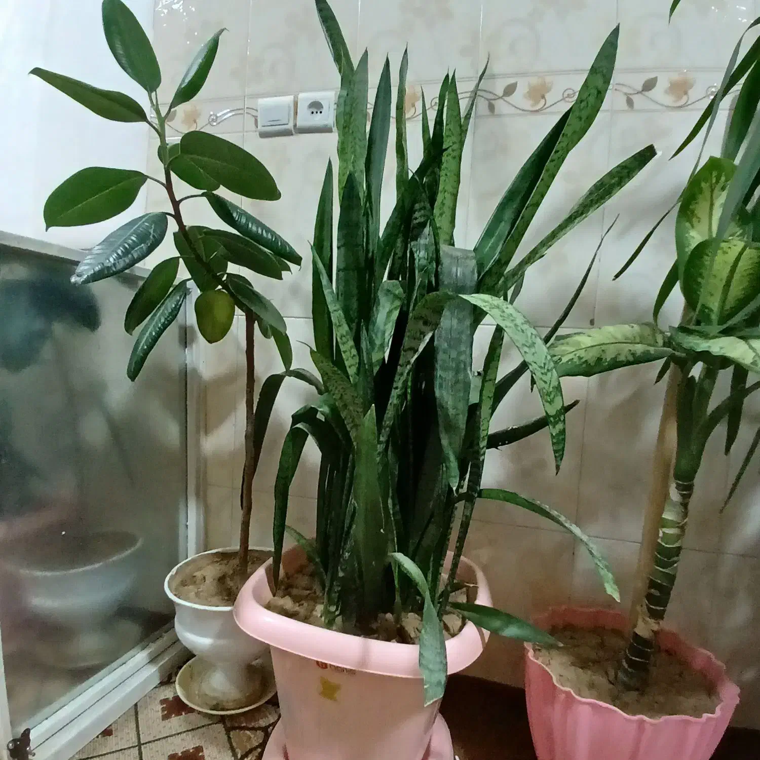 گلهای زیبا|گل و گیاه طبیعی|شهرکرد, |دیوار