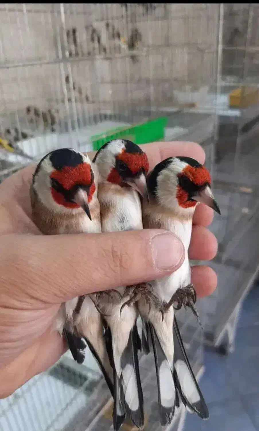 فروش سهره های رسمی مست کرمانی|پرنده|صفادشت, |دیوار