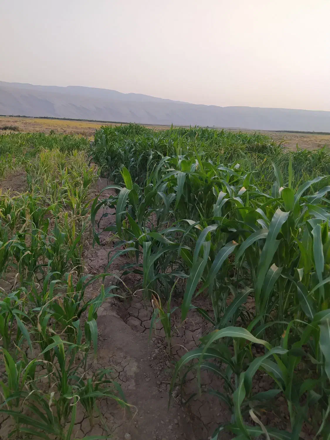 جارو شهری دستی آماده. قیمت توافقی|گل و گیاه طبیعی|کوهدشت, |دیوار