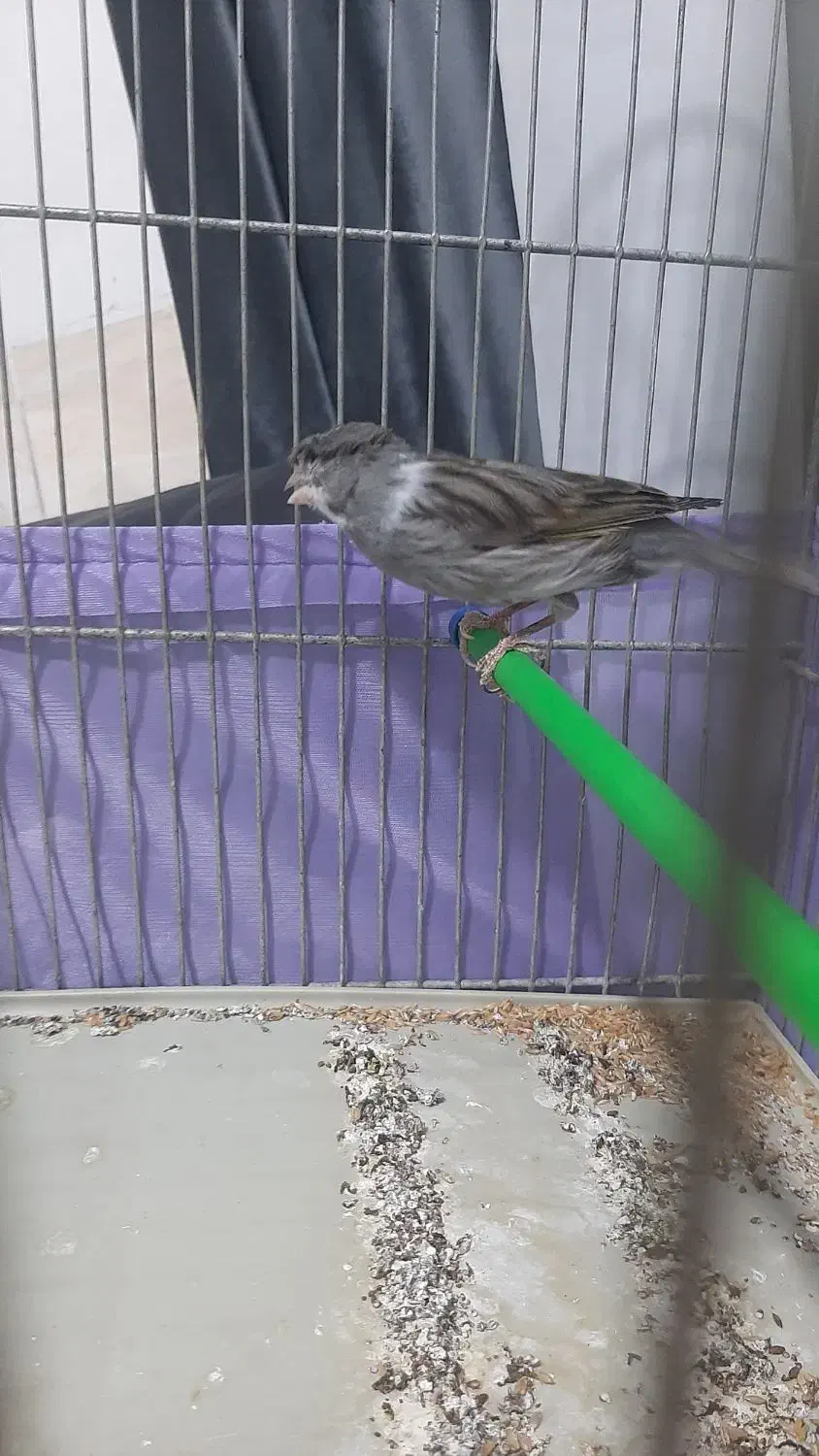 قناری نر قرص|پرنده|کرج, فاز ۲ مهرشهر|دیوار