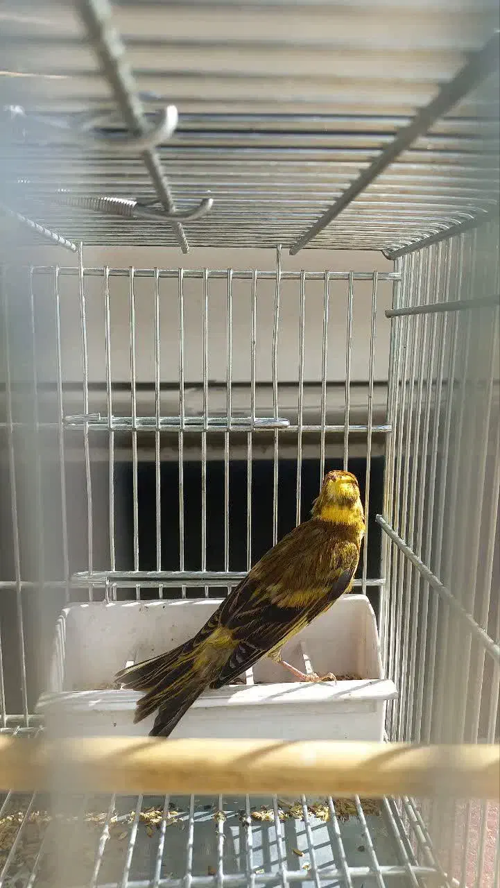 سهره قناری ابلغ نر|پرنده|شیراز, سیلو|دیوار