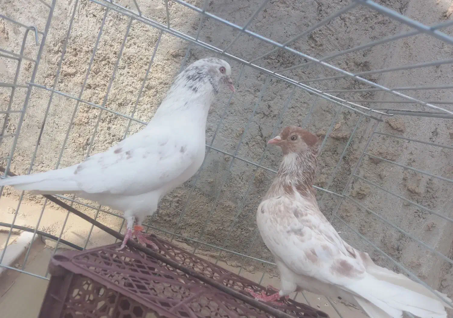 کبوتر|پرنده|زارچ, |دیوار
