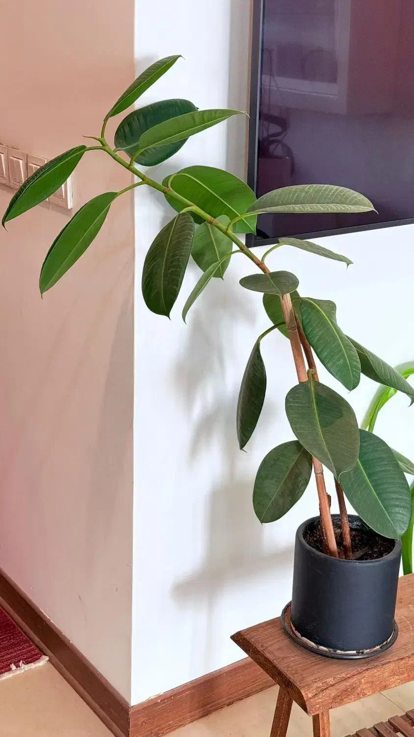 فیکوس|گل و گیاه طبیعی|تهران, کن|دیوار