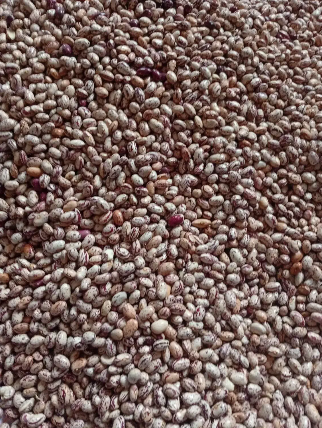 لوبیا چیتی|خوردنی و آشامیدنی|سراب, |دیوار