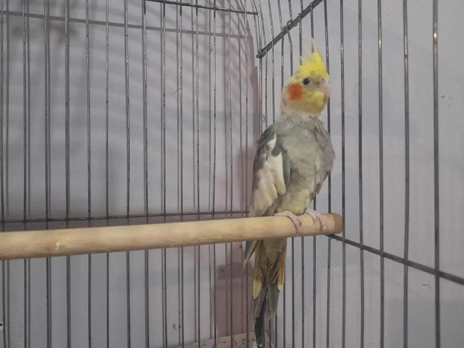 طوطی برزیلی مرغ عشق فنچ عروس هلندی قناری کبوتر|پرنده|محمدشهر, کوی بهار|دیوار