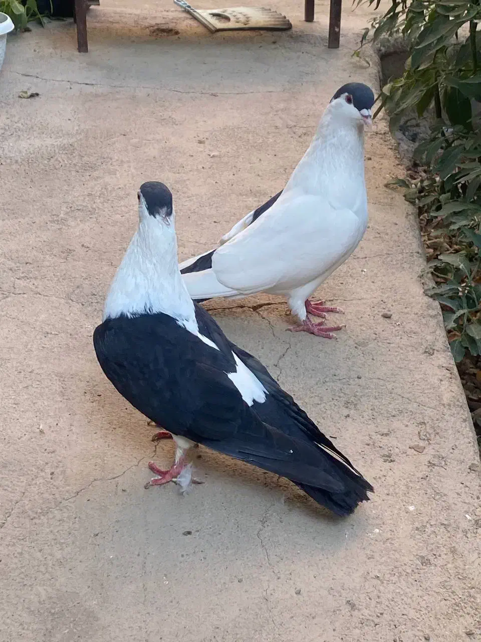 یک جفت کفتر به فروش می رسد|پرنده|پاکدشت, حصار امیر|دیوار