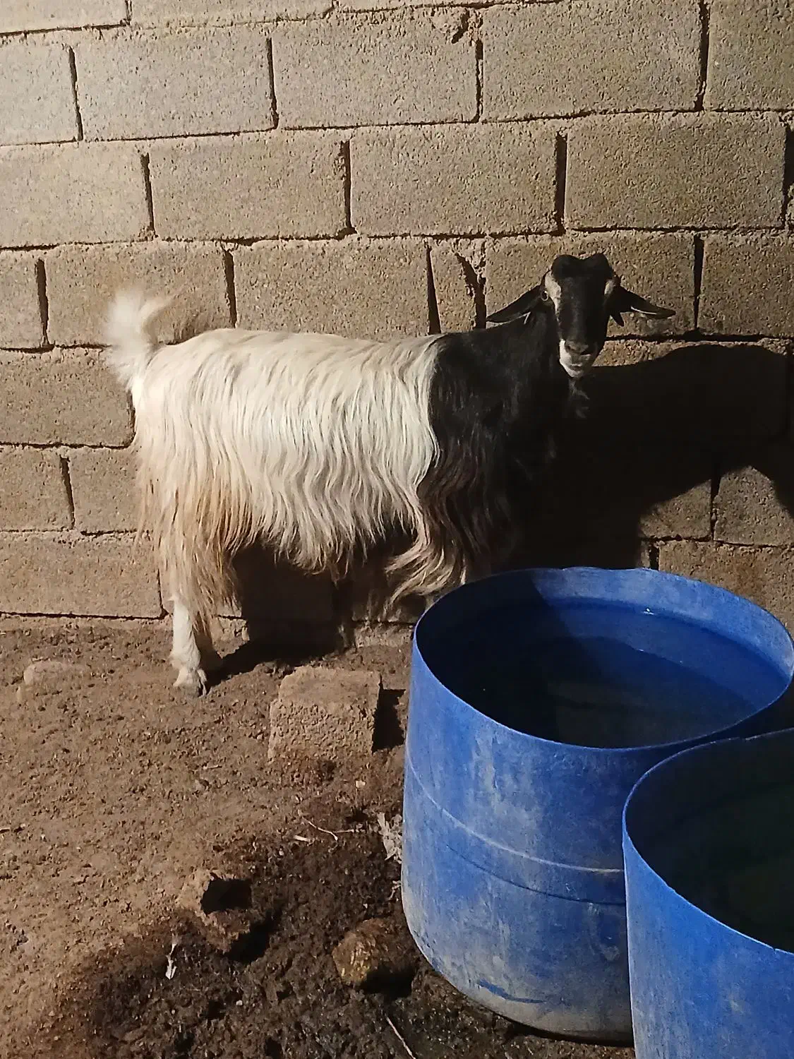 بز ابستن|حیوانات مزرعه|امیدیه, |دیوار