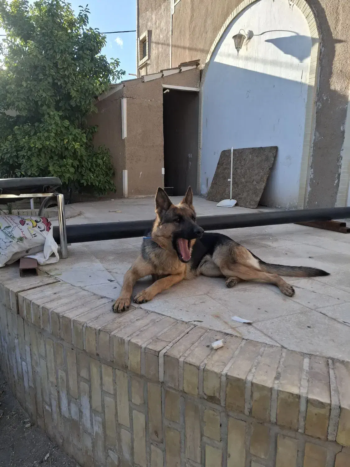 سگ ژرمن ماده|سگ|یزد, |دیوار