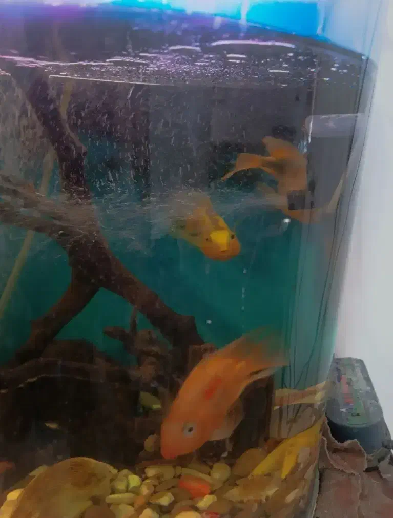 آکواریوم|ماهی|سمنان, |دیوار