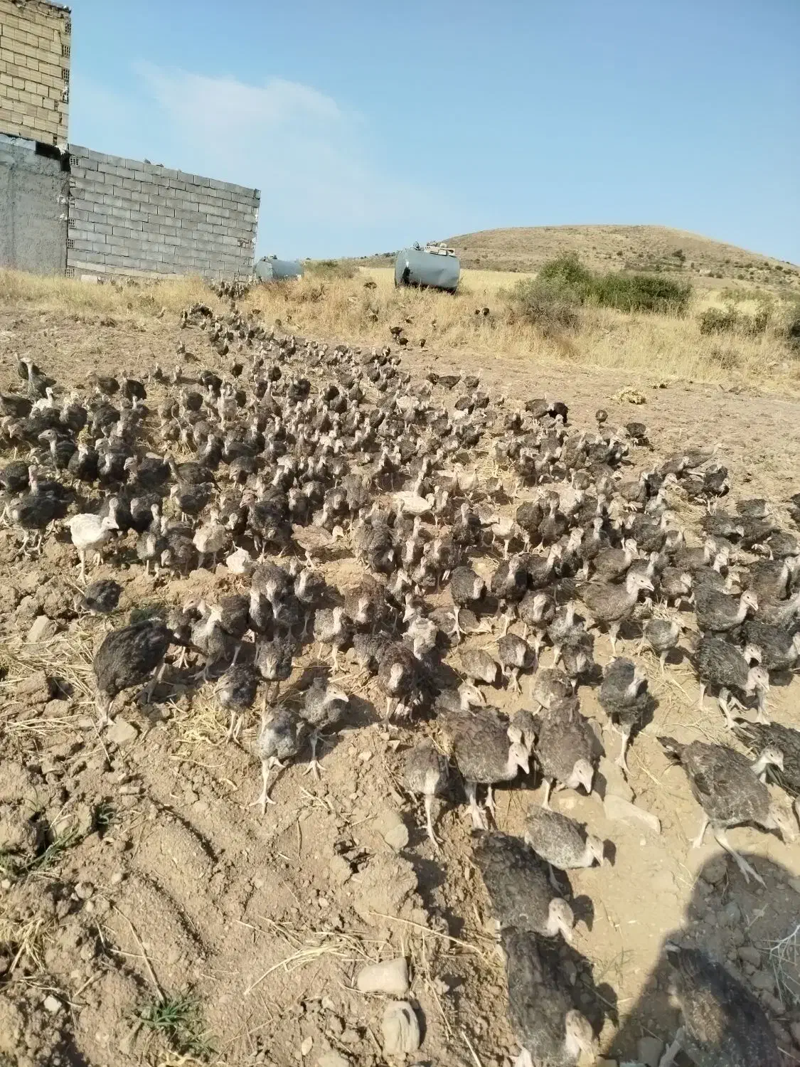 حیوانات ومزرعه|حیوانات مزرعه|کاغذکنان, |دیوار