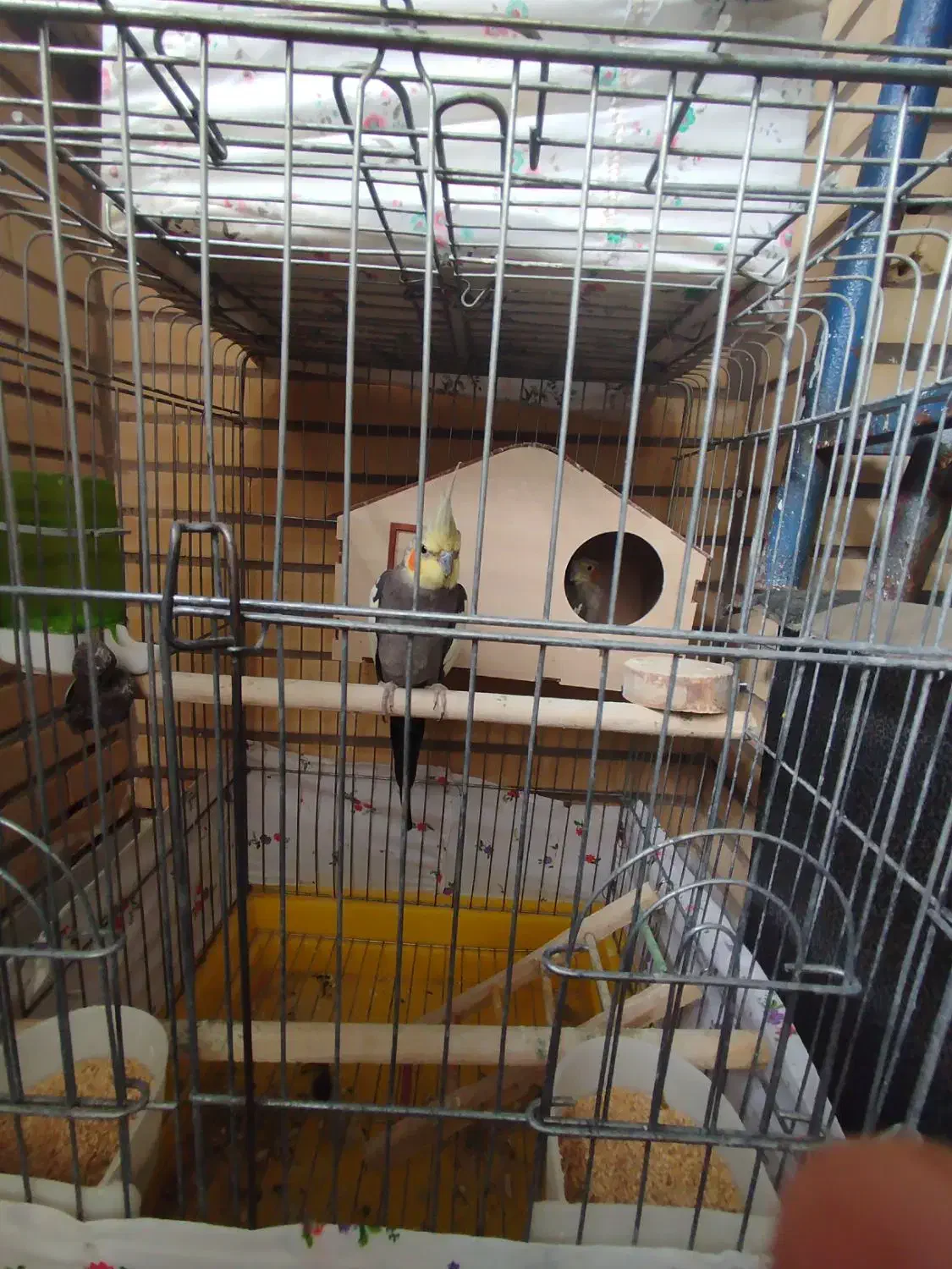 یک جفت عروس هلندی|پرنده|قم, پردیسان|دیوار