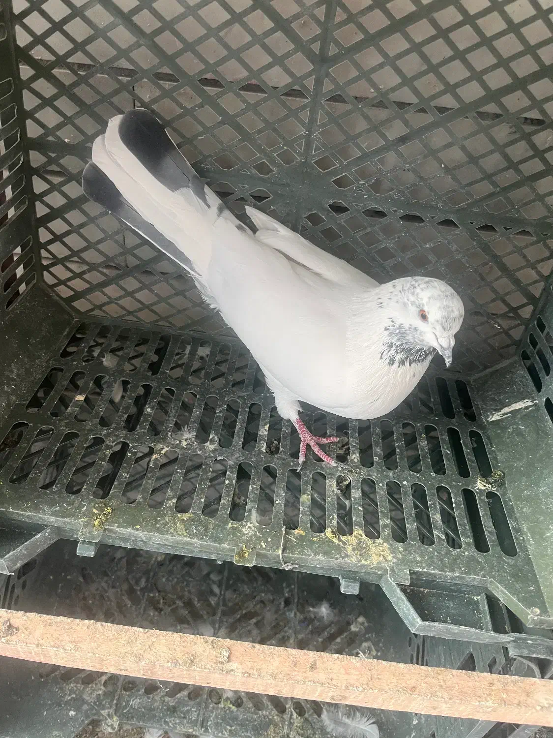 کبوتر پرشی|پرنده|کاشان, صنعت|دیوار