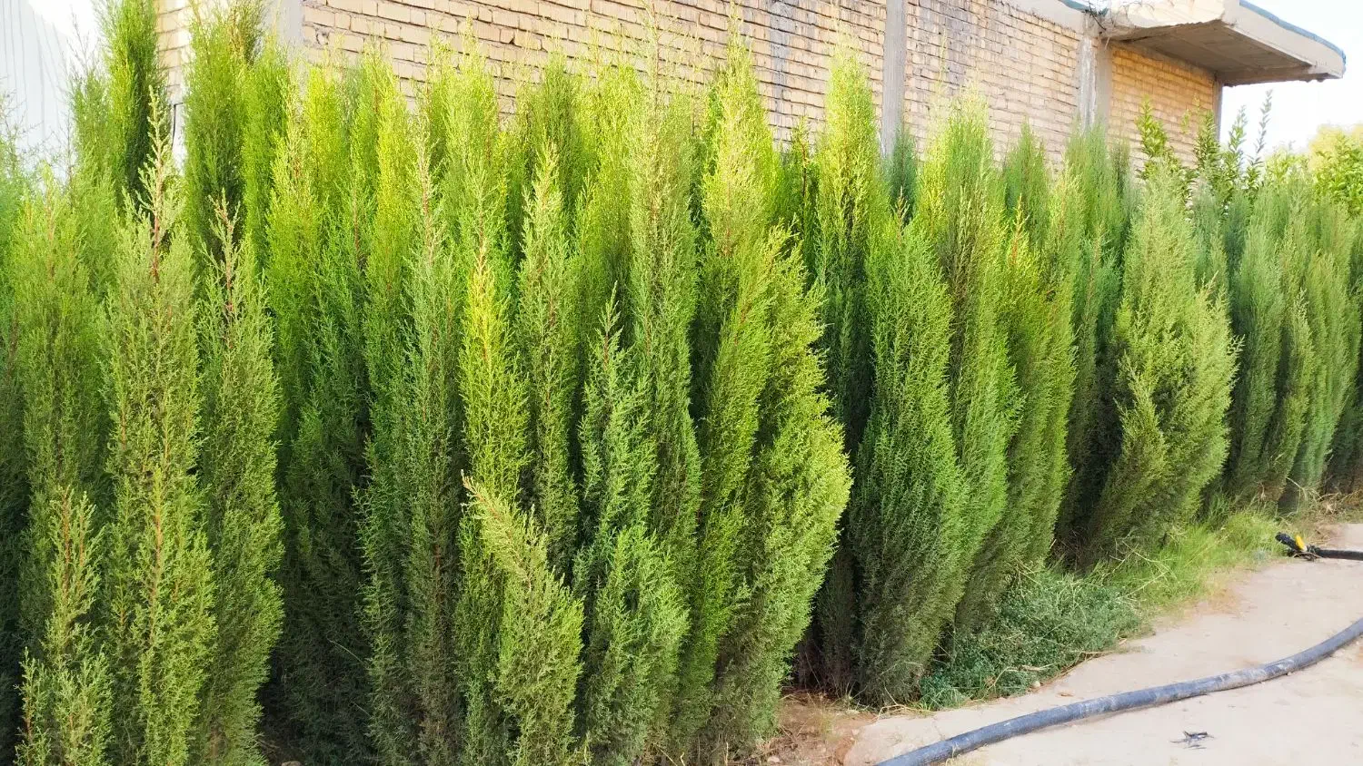 نهال سروناز شیراز|خدمات باغبانی و درختکاری|تهران, آبشار تهران (دریاچه)|دیوار