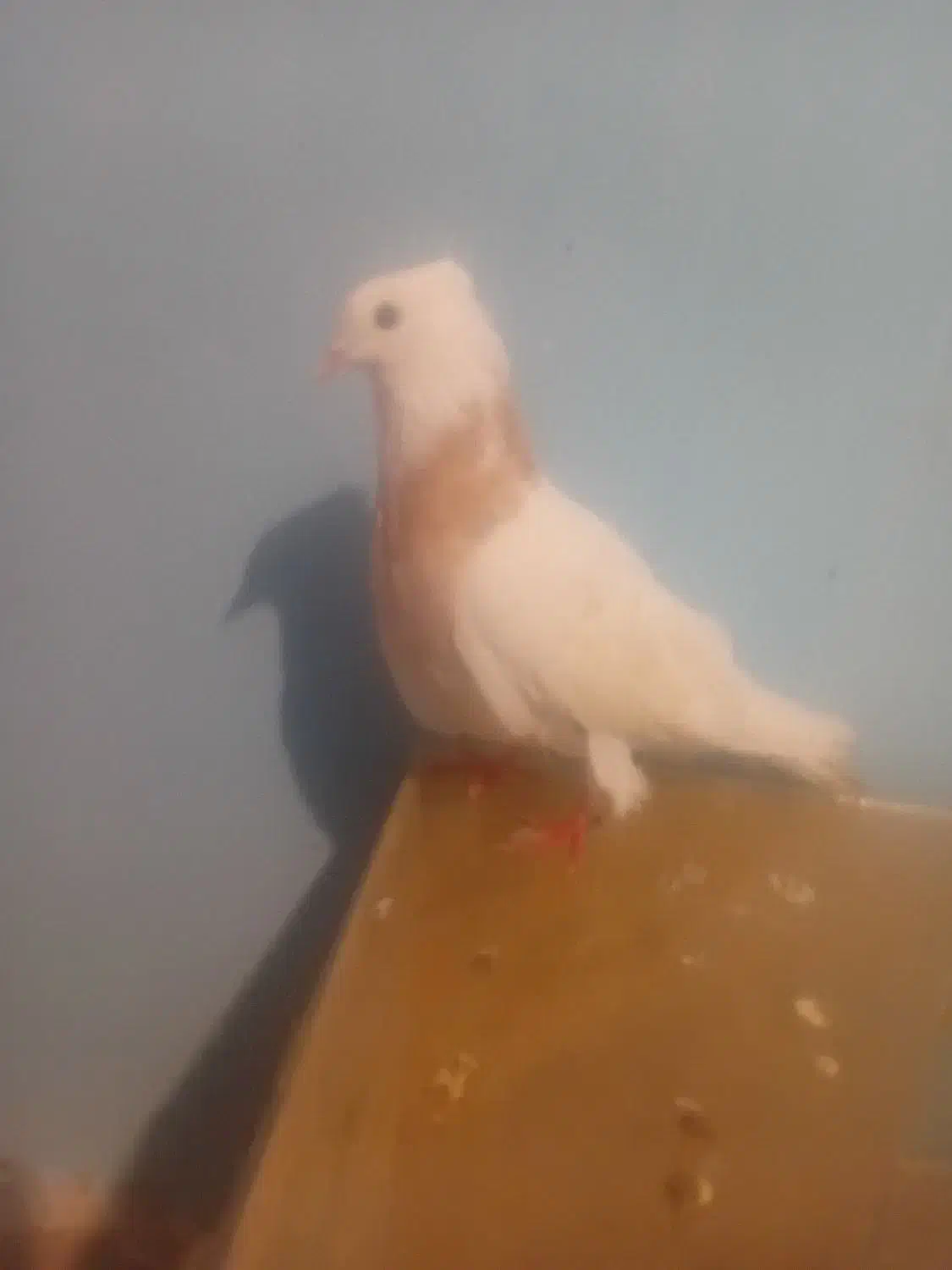 کفتر|پرنده|نوشین شهر, |دیوار