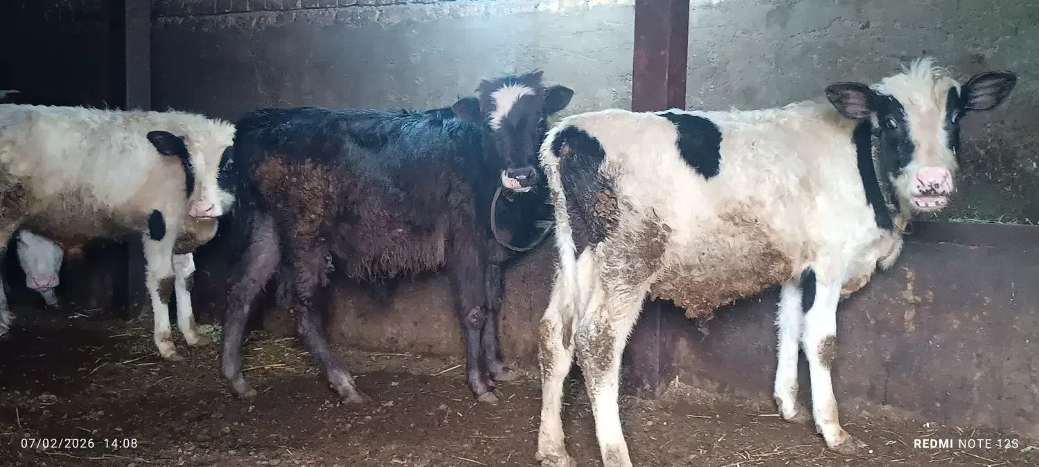 سه عدد گوساله نر|حیوانات مزرعه|سیلوانه, |دیوار