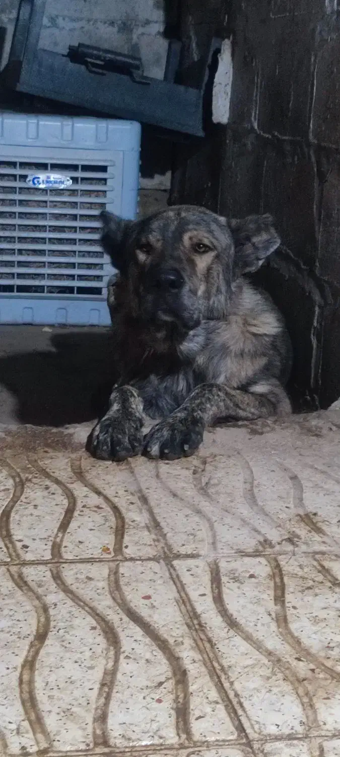 گمشده|حیوانات|دورود, |دیوار