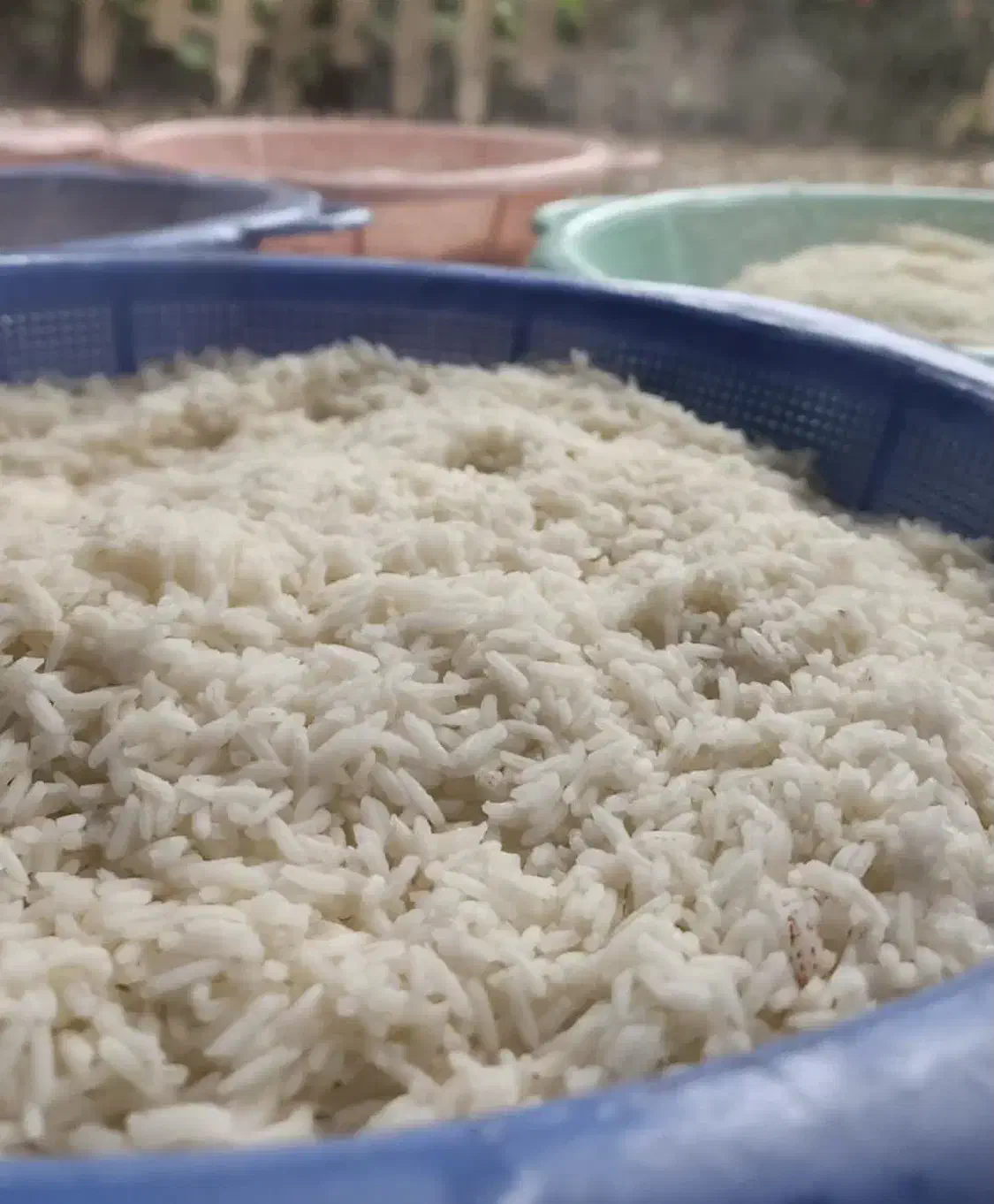 برنج هاشمی محموداباد|خوردنی و آشامیدنی|محمودآباد, |دیوار