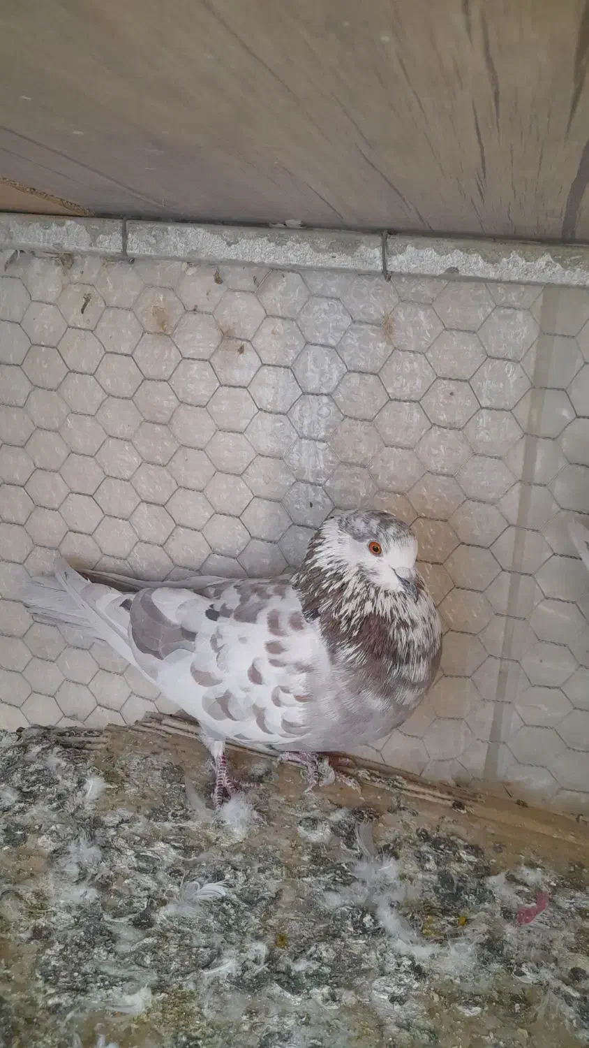 کبوترنرقلمکار کاشونی سو قدیمی بپروبازیکن|پرنده|شاهین‌شهر, حاجی آباد|دیوار