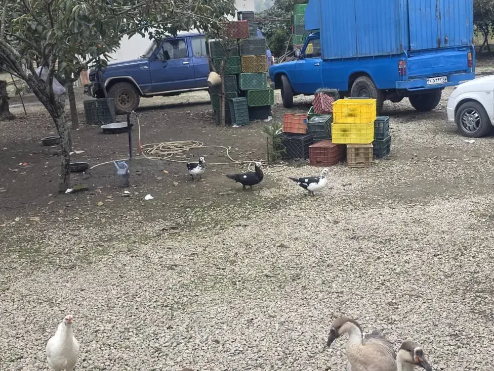 غاز و اردک|حیوانات مزرعه|حویق, |دیوار