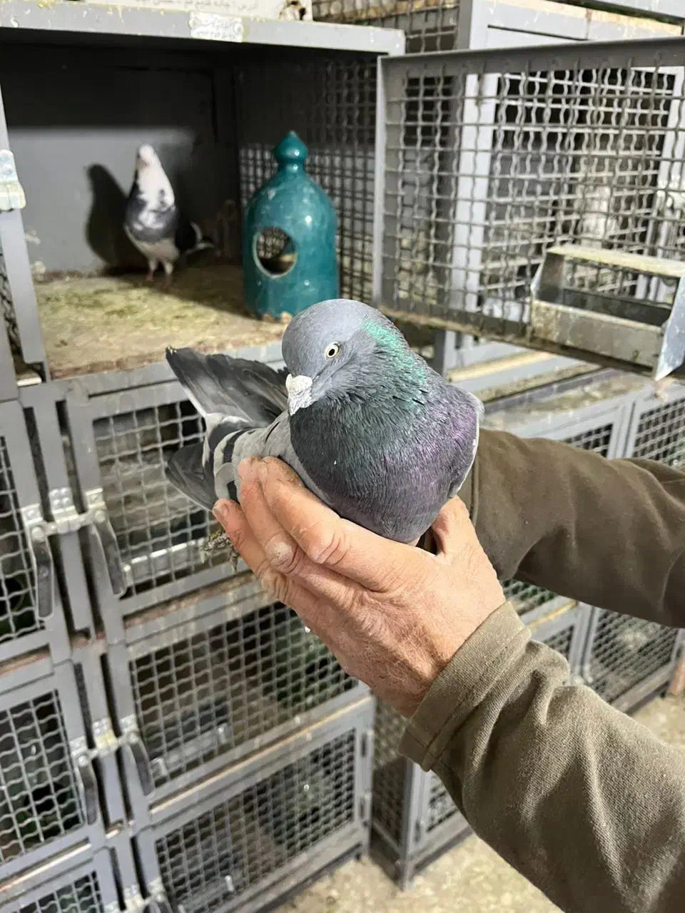 کفتر|پرنده|تهران, منیریه|دیوار