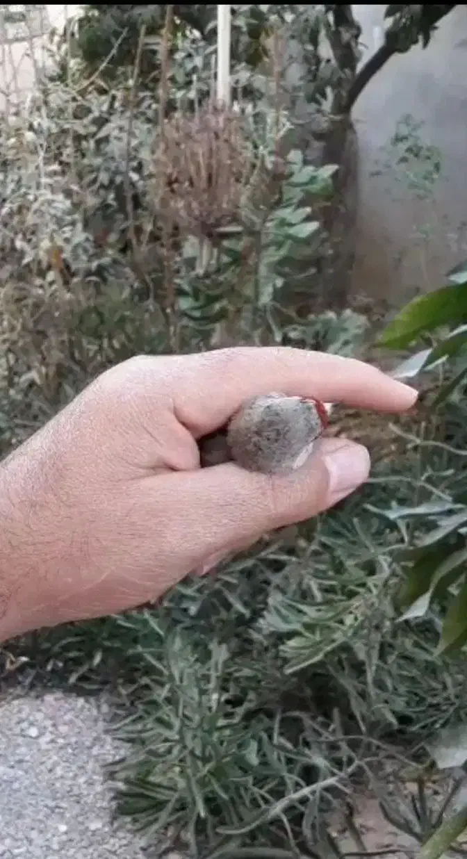 سهره دورگ|پرنده|ارسنجان, |دیوار