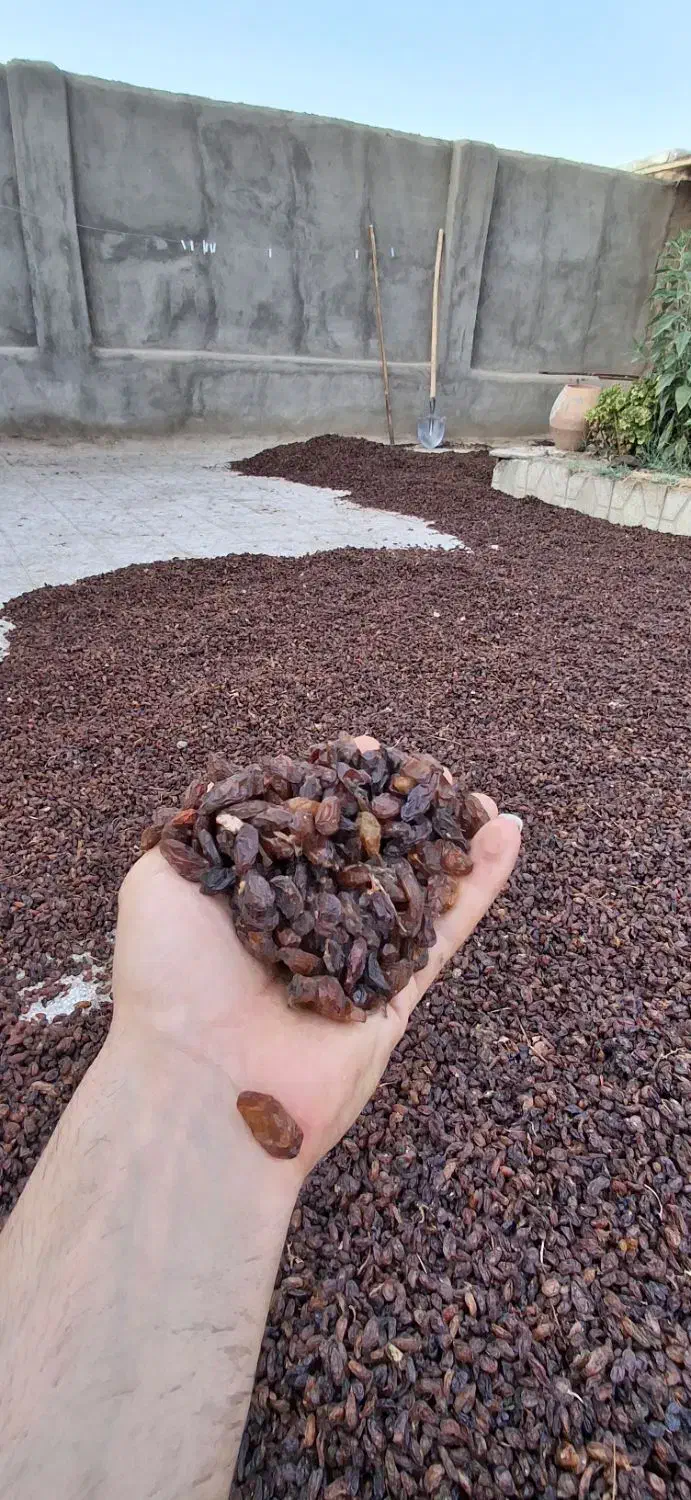 کشمش تازه امسالی درجه یک|خوردنی و آشامیدنی|گرگان, |دیوار