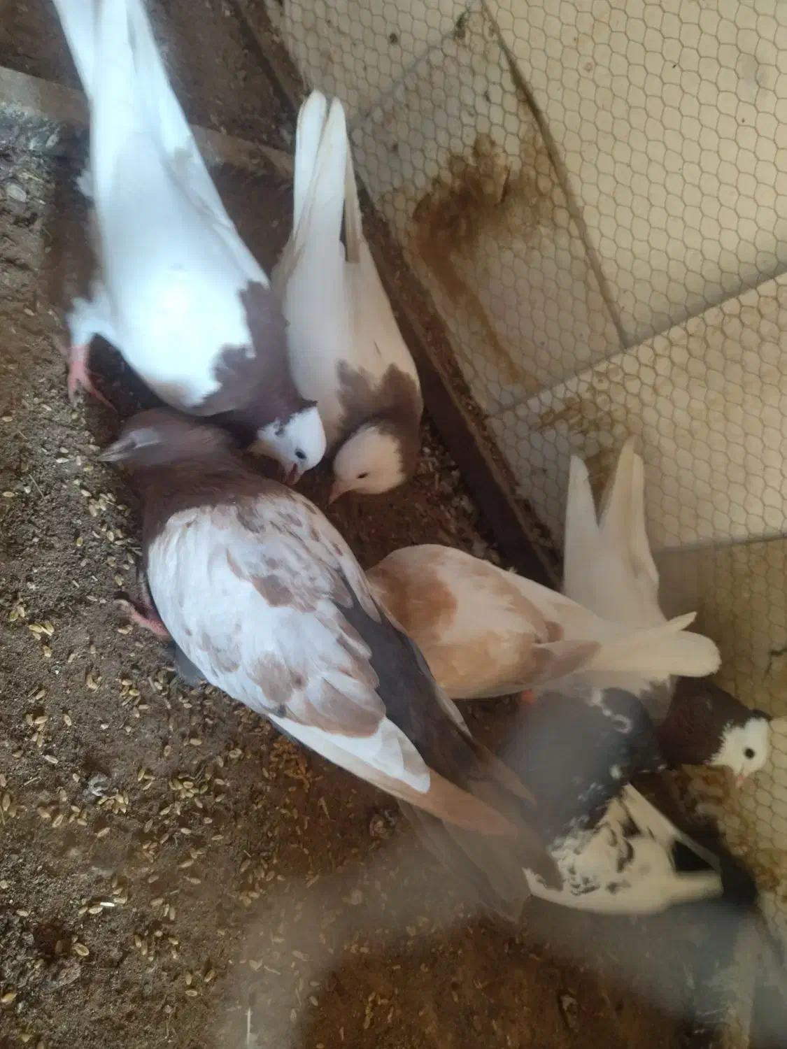 کفتر|پرنده|سبزوار, کاشفی شمالی (دادگستری)|دیوار